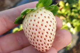 White Strawberry seeds, amazing colour and taste, fun & easy to grow, gift for him and her, organic, Creme Strawberries, fast shipping