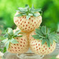 White Strawberry seeds, amazing colour and taste, fun & easy to grow, gift for him and her, organic, Creme Strawberries, fast shipping