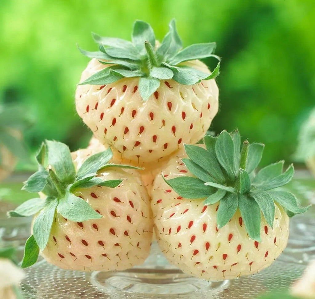 White Strawberry seeds, amazing colour and taste, fun & easy to grow, gift for him and her, organic, Creme Strawberries, fast shipping