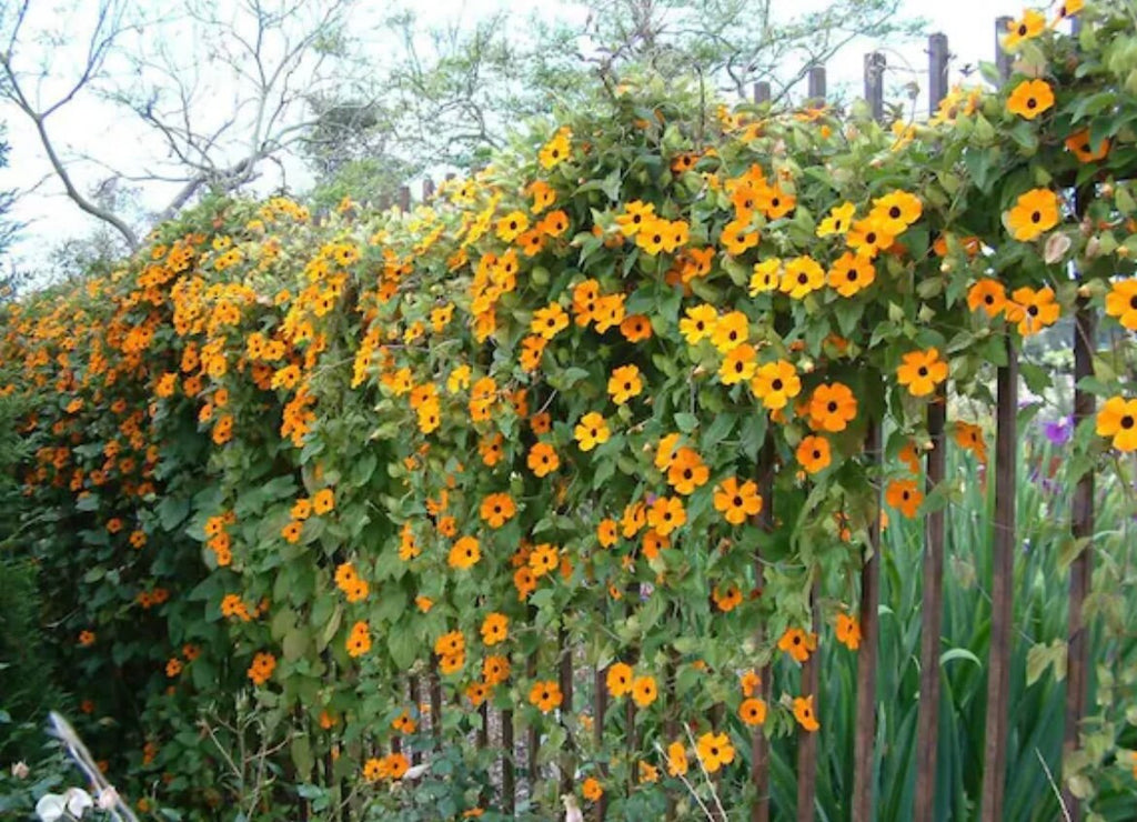 Black Eyed Susan seeds, Thunbergia Alata, amazing colours, fun and easy to grow, gift for him and her, gardening, fast shipping