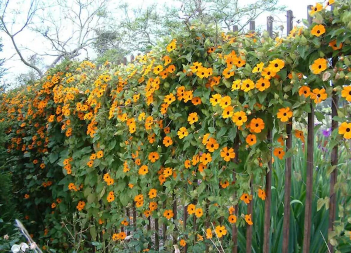 Black Eyed Susan seeds, Thunbergia Alata, amazing colours, fun and easy to grow, gift for him and her, gardening, fast shipping