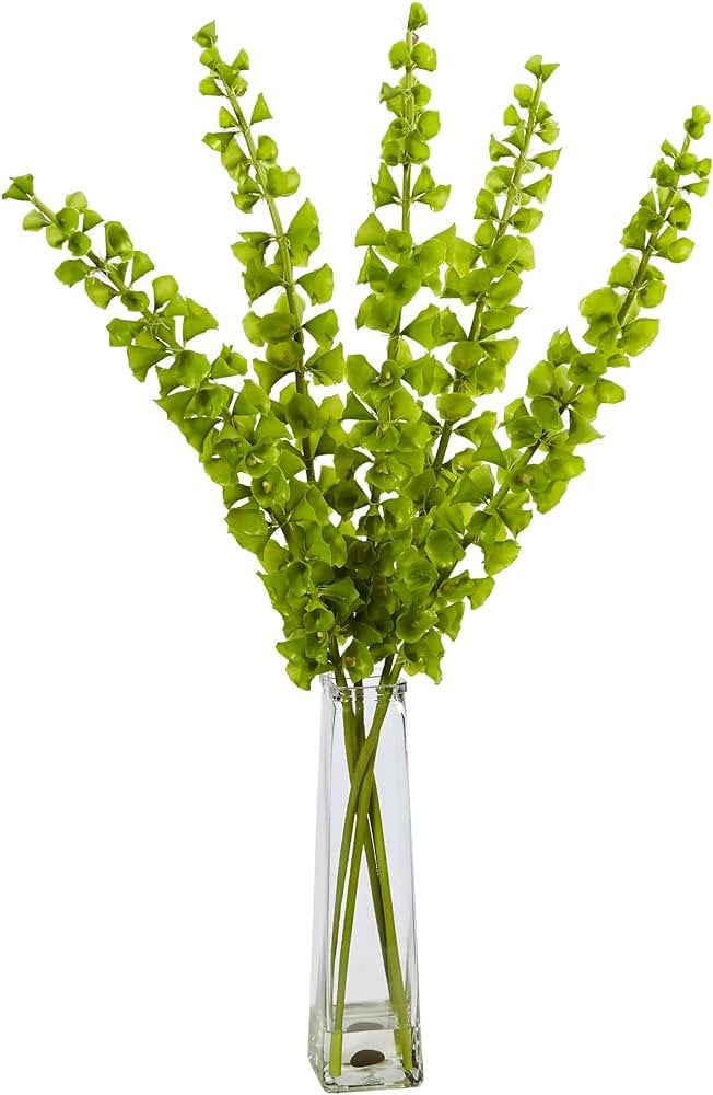 Bells of Ireland seeds, Irish Bells, amazing colour, fun & easy to grow, gift for him and her, organic, gardening, fast shipping