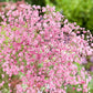 Pink Baby Breath Flower seeds, Rose Baby's Breath Flowers, amazing colour, easy to grow, gift for him & her, gardening, fast shipping