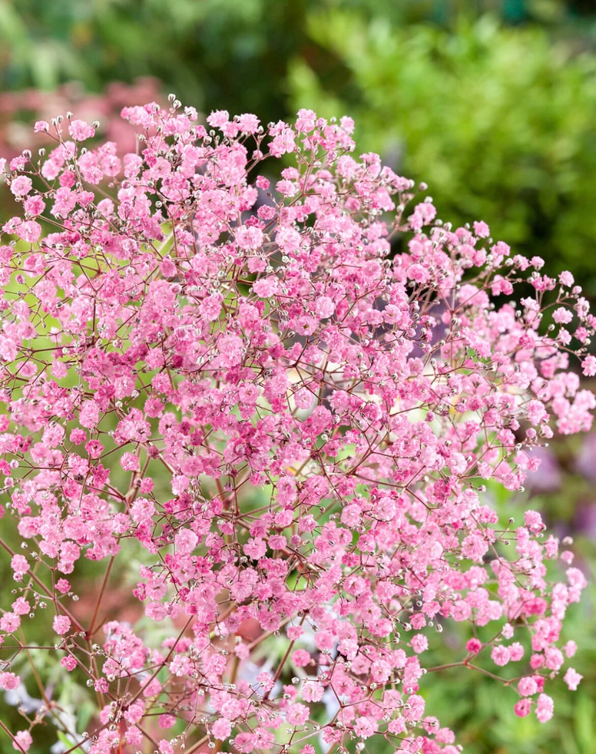 Pink Baby Breath Flower seeds, Rose Baby's Breath Flowers, amazing colour, easy to grow, gift for him & her, gardening, fast shipping