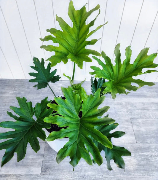 Philodendron Selluom seeds, amazing colour and XL leaves, fun & easy to grow, gift for him and her, house plant, urban jungle, fast shipping