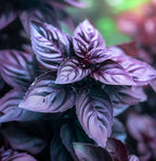 Purple Basil seeds, Black Opal, Dark Opal, amazing colour, fun & easy to grow, gift for him and her, organic, gardening, fast shipping