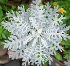 Diamond Dusty Miller seeds, amazing colour, fun & easy to grow, indoor and outdoor plant, organic, gardening, unique gift, fast shipping