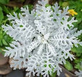 Diamond Dusty Miller seeds, amazing colour, fun & easy to grow, gift for him and her, organic, gardening, unique gift, fast shipping