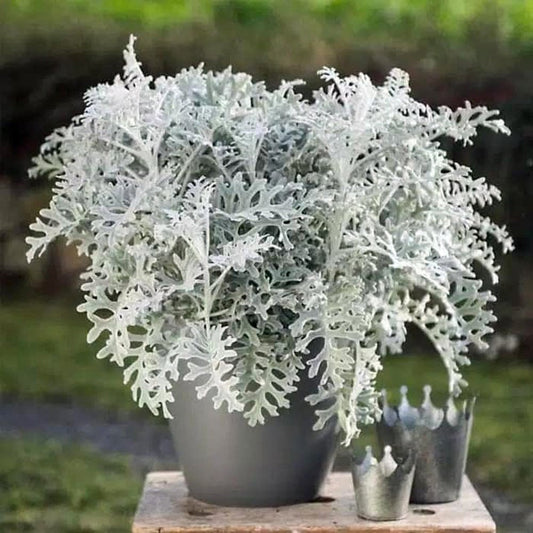 Diamond Dusty Miller seeds, amazing colour, fun & easy to grow, indoor and outdoor plant, organic, gardening, unique gift, fast shipping