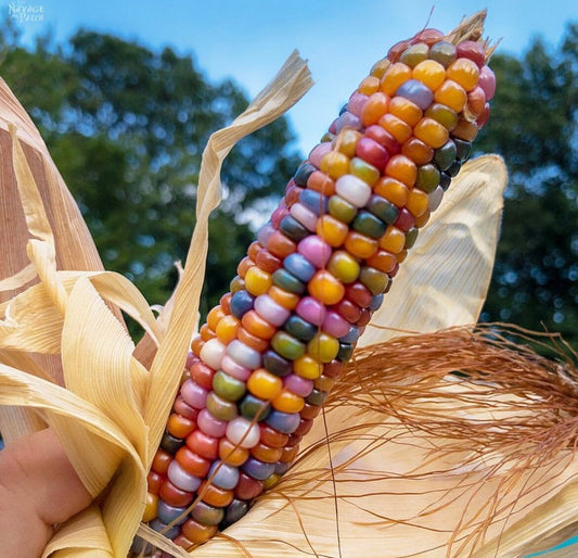 Glass Gem Corn seeds, amazing bright colours, fun and easy to grow, gift idea, edible and decorative, organic, can be grown in all zones