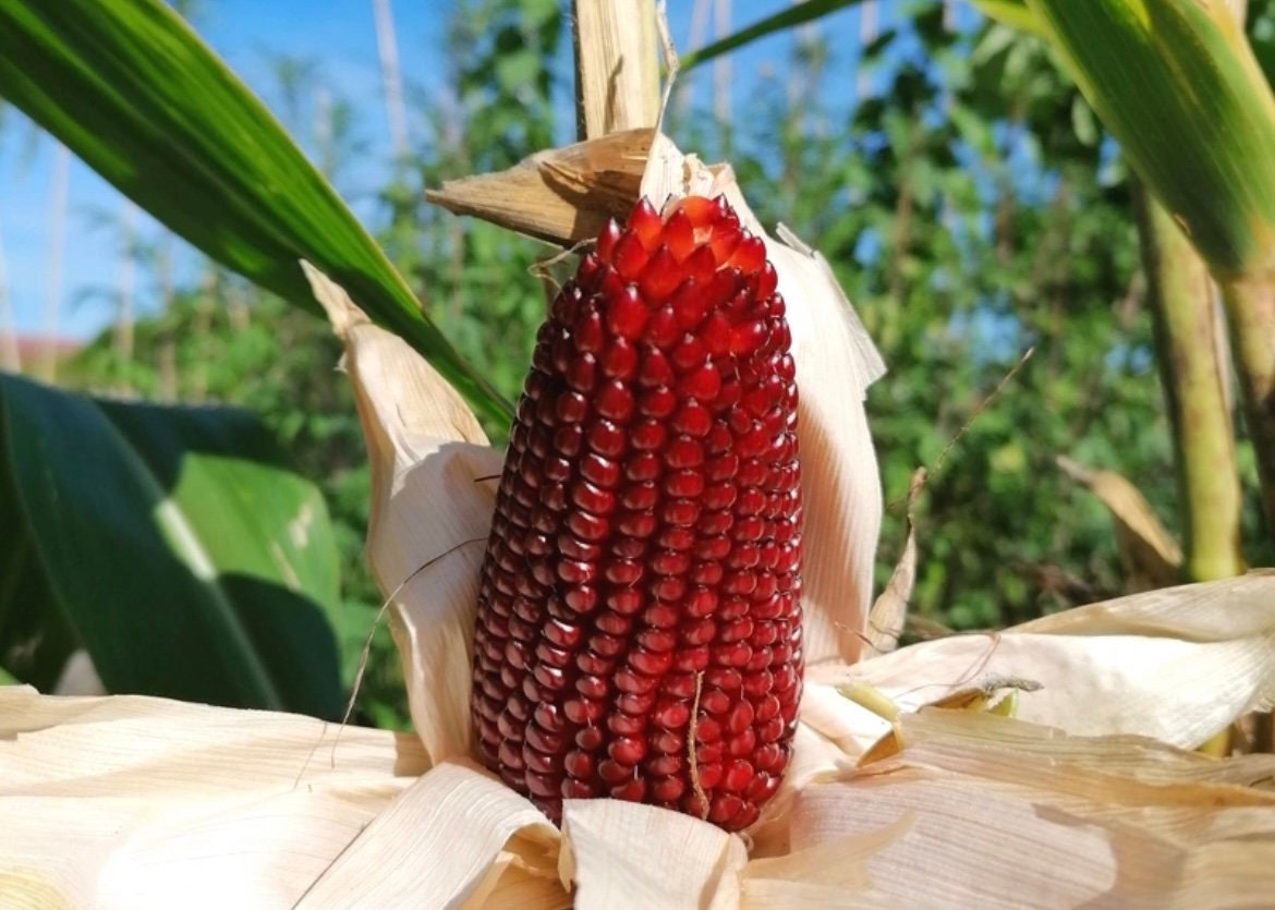 Strawberry Glass Gem Corn seeds, amazing bright colours, fun & easy to grow, gift idea, edible and decorative, can be grown in all zones