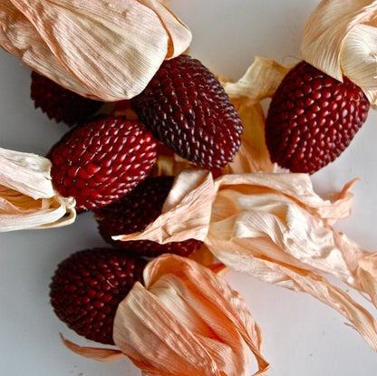 Strawberry Glass Gem Corn seeds, amazing bright colours, fun & easy to grow, gift idea, edible and decorative, can be grown in all zones