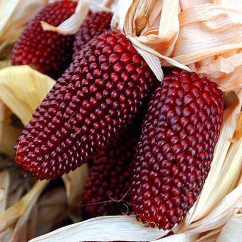 Strawberry Glass Gem Corn seeds, amazing bright colours, fun & easy to grow, gift idea, edible and decorative, can be grown in all zones