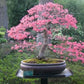 Pink Cherry Blossom Bonsai Tree seeds, amazing colours, fun and easy to grow, Japanese Sakura, fast shipping, Kids love this, a lovely gift