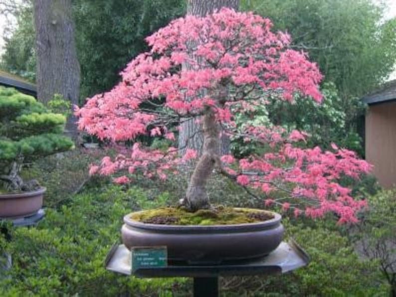 Pink Cherry Blossom Bonsai Tree seeds, amazing colours, fun and easy to grow, Japanese Sakura, fast shipping, Kids love this, a lovely gift