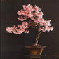 Pink Cherry Blossom Bonsai Tree seeds, amazing colours, fun and easy to grow, Japanese Sakura, fast shipping, Kids love this, a lovely gift