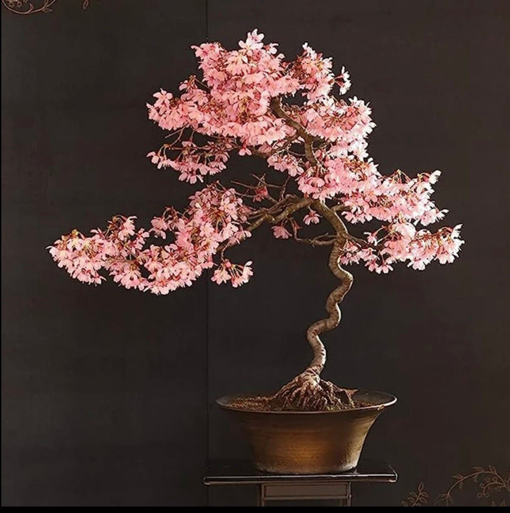 Japanese Pink Cherry Blossom Bonsai Tree Seeds: Sakura DIY Flowering Plants, Easy to Grow with Simple Instructions