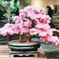 Pink Cherry Blossom Bonsai Tree seeds, amazing colours, fun and easy to grow, Japanese Sakura, fast shipping, Kids love this, a lovely gift