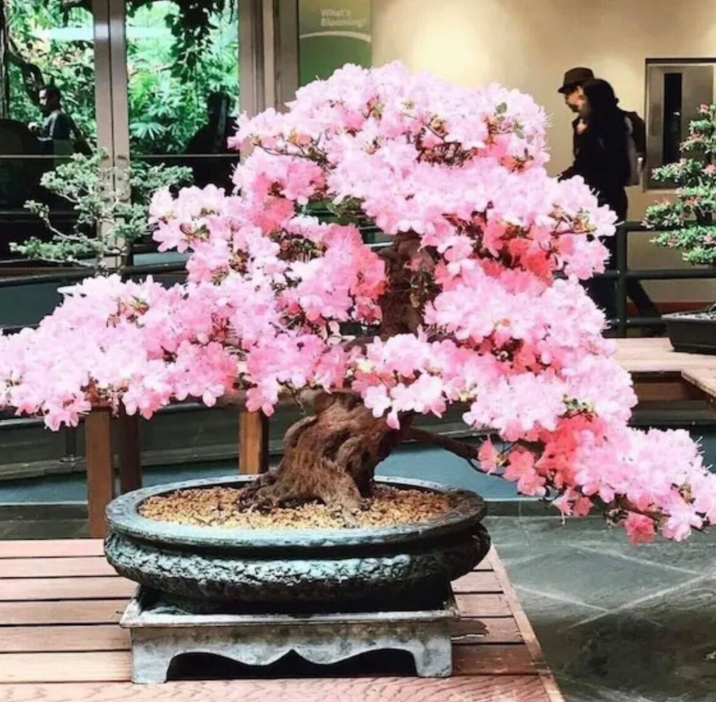 sakura bonsai tree seeds Pink Cherry Blossom Bonsai Tree Seeds