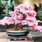 Pink & White Cherry Blossom Bonsai Tree Seeds: Japanese Sakura, Gardening Flowering Perennial, Garden House Plants, Frost Hardy DIY Flower