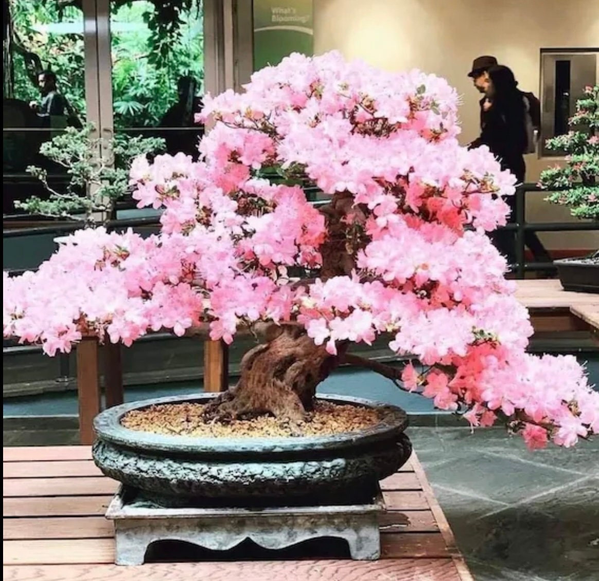 Pink & White Cherry Blossom Bonsai Tree Seeds: Japanese Sakura, Gardening Flowering Perennial, Garden House Plants, Frost Hardy DIY Flower