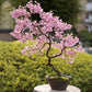 Pink Cherry Blossom Bonsai Tree seeds, amazing colours, fun and easy to grow, Japanese Sakura, fast shipping, Kids love this, a lovely gift