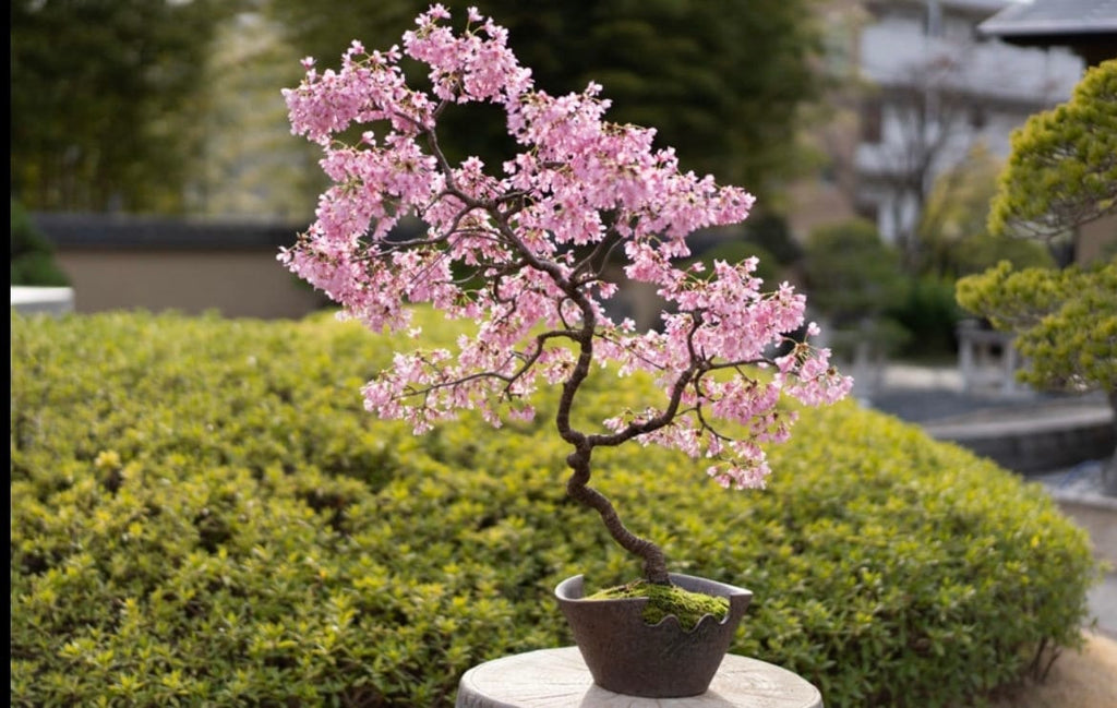 Japanese Pink Cherry Blossom Bonsai Tree seeds, Sakura home decor gift for him her mom dad teacher gardening DIY flowering plants perennial