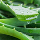 Aloe Vera seeds, Grow your own Aloe Plant for pure Aloe Vera Gel, fun & easy to grow, unique gift, skin care, organic, educational activity