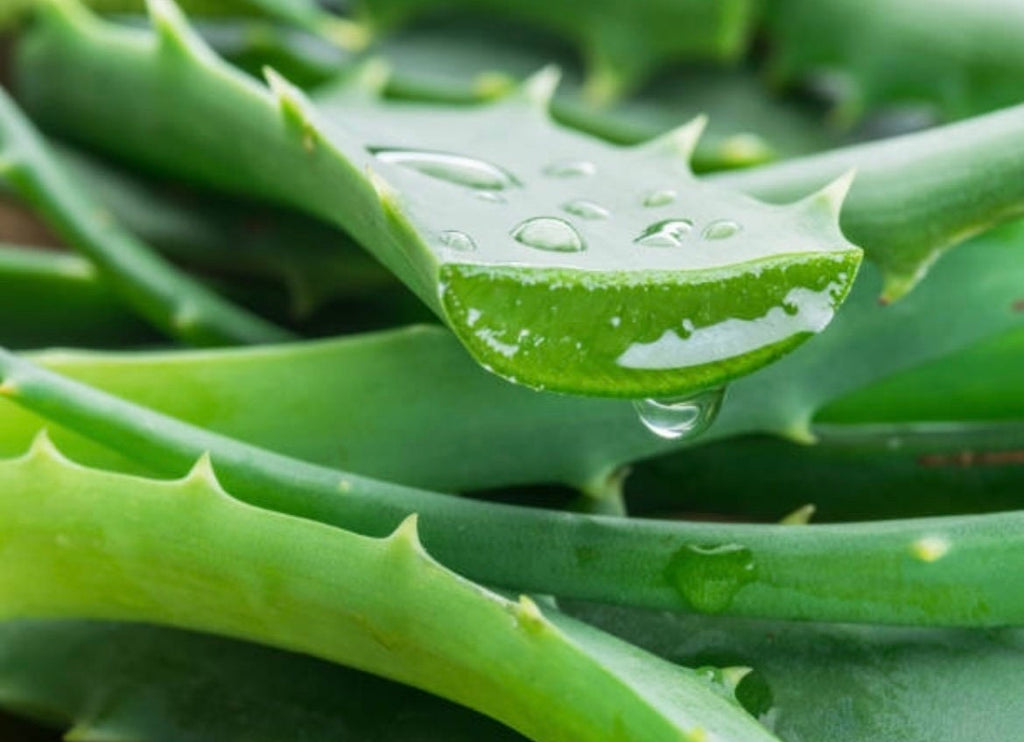 Aloe Vera seeds, Grow your own Aloe Plant for pure Aloe Vera Gel, fun & easy to grow, unique gift, skin care, organic, educational activity