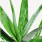 Aloe Vera seeds, Grow your own Aloe Plant for pure Aloe Vera Gel, fun & easy to grow, unique gift, skin care, organic, educational activity