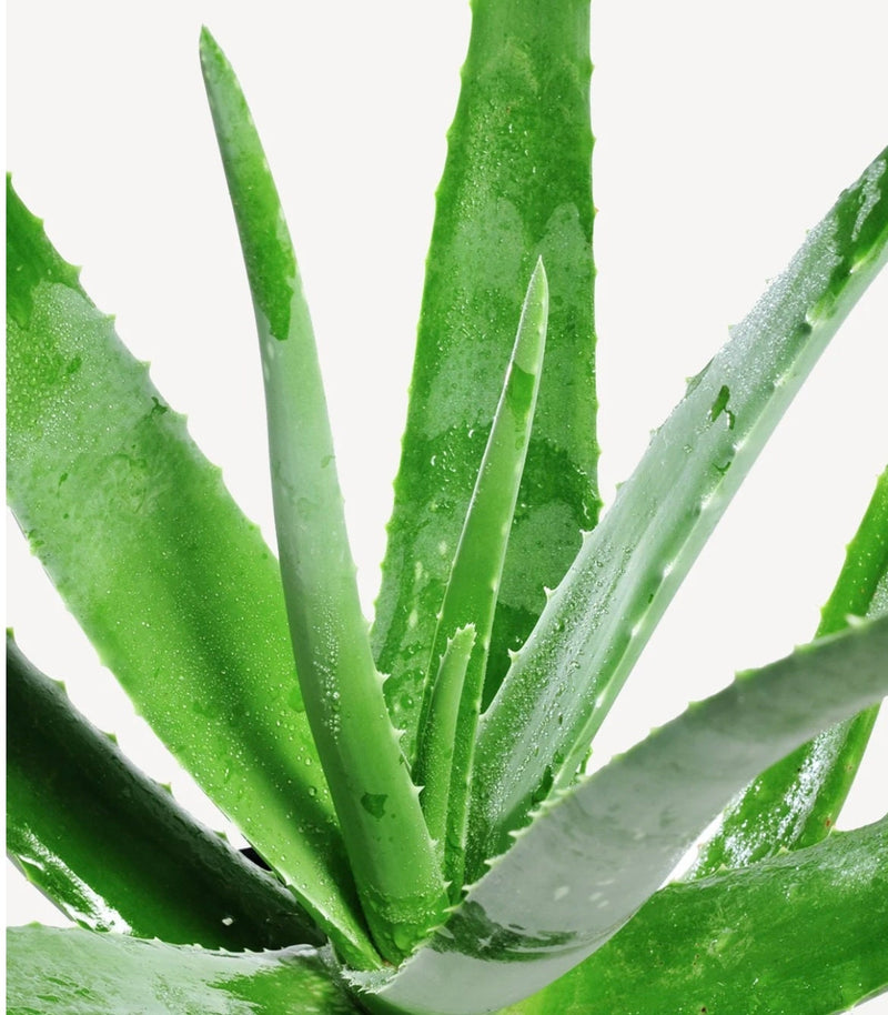 Aloe Vera seeds, Grow your own Aloe Plant for pure Aloe Vera Gel, fun & easy to grow, unique gift, skin care, organic, educational activity