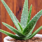 Aloe Vera seeds, Grow your own Aloe Plant for pure Aloe Vera Gel, fun & easy to grow, unique gift, skin care, organic, educational activity