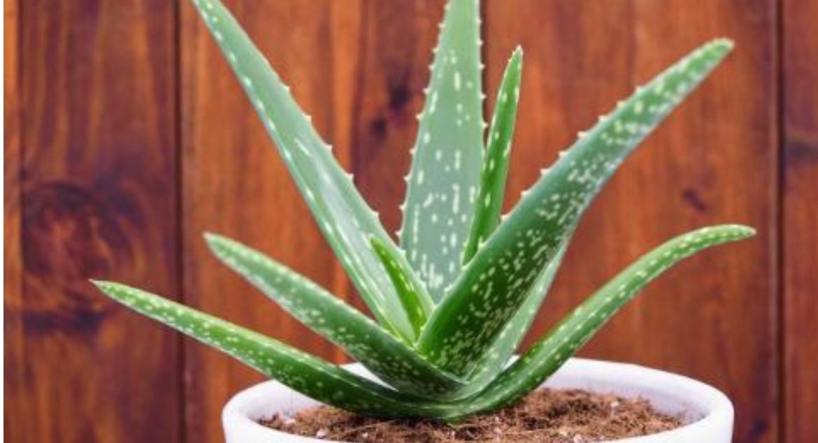 Aloe Vera seeds, Grow your own Aloe Plant for pure Aloe Vera Gel, fun & easy to grow, unique gift, skin care, organic, educational activity