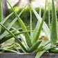 Aloe Vera seeds, Grow your own Aloe Plant for pure Aloe Vera Gel, fun & easy to grow, unique gift, skin care, organic, educational activity