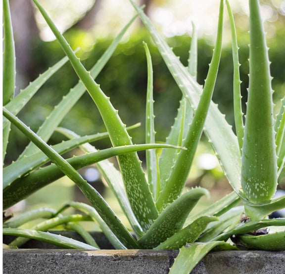 Aloe Vera seeds, Grow your own Aloe Plant for pure Aloe Vera Gel, fun & easy to grow, unique gift, skin care, organic, educational activity