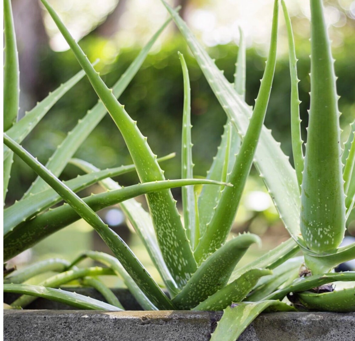 organic aloe vera plant seeds Aloe Vera Seeds