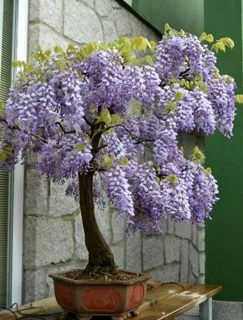 Purple Rain Wisteria Bonsai seeds, Purple and Blue flowers, fun & easy to grow, fast growing, perfect gift for him and her, kids love these