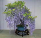 Purple Rain Wisteria Bonsai seeds, Purple and Blue flowers, fun & easy to grow, fast growing, perfect gift for him and her, kids love these