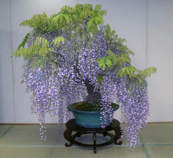 Purple Rain Wisteria Bonsai seeds, Purple and Blue flowers, fun & easy to grow, fast growing, perfect gift for him and her, kids love these