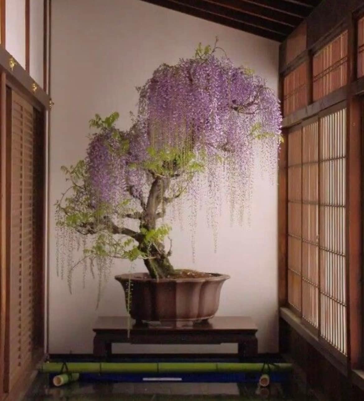 Purple Rain Wisteria Bonsai seeds, Purple and Blue flowers, fun & easy to grow, fast growing, perfect gift for him and her, kids love these