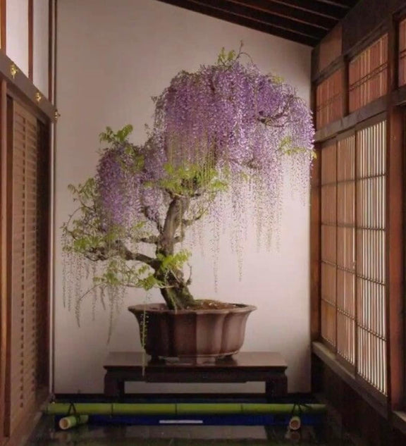 Purple Rain Wisteria Bonsai seeds, Purple and Blue flowers, fun & easy to grow, fast growing, perfect gift for him and her, kids love these