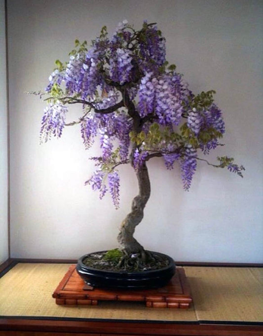 Purple Rain Wisteria Bonsai seeds, Purple and Blue flowers, fun & easy to grow, fast growing, perfect gift for him and her, kids love these