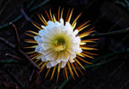 Queen of the Night Seeds: Flowering Succulent House Plant, DIY Gardening, Easy Care