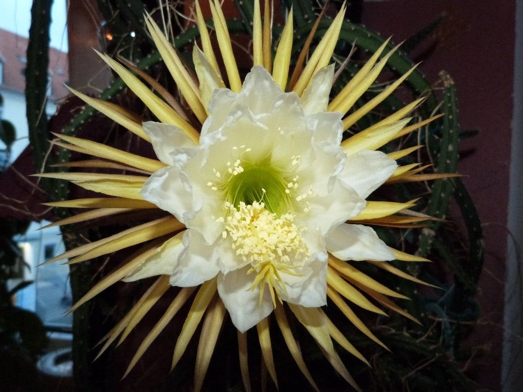 Queen of the Night Seeds: Flowering Succulent House Plant, DIY Gardening, Easy Care