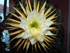 Queen of the Night Seeds: Flowering Succulent House Plant, DIY Gardening, Easy Care