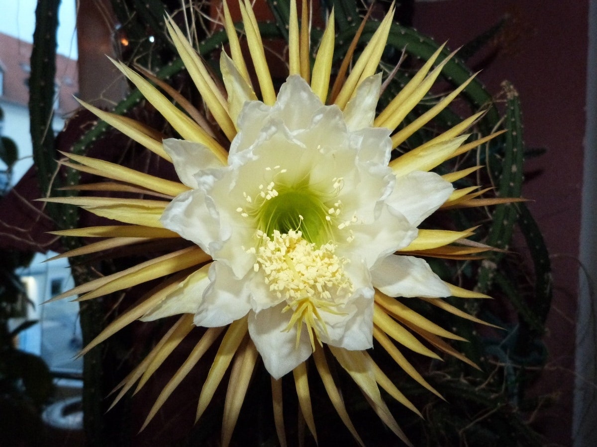 Queen of the Night Seeds: Flowering Succulent House Plant, DIY Gardening, Easy Care