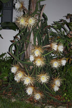 Queen of the Night Seeds: Flowering Succulent House Plant, DIY Gardening, Easy Care
