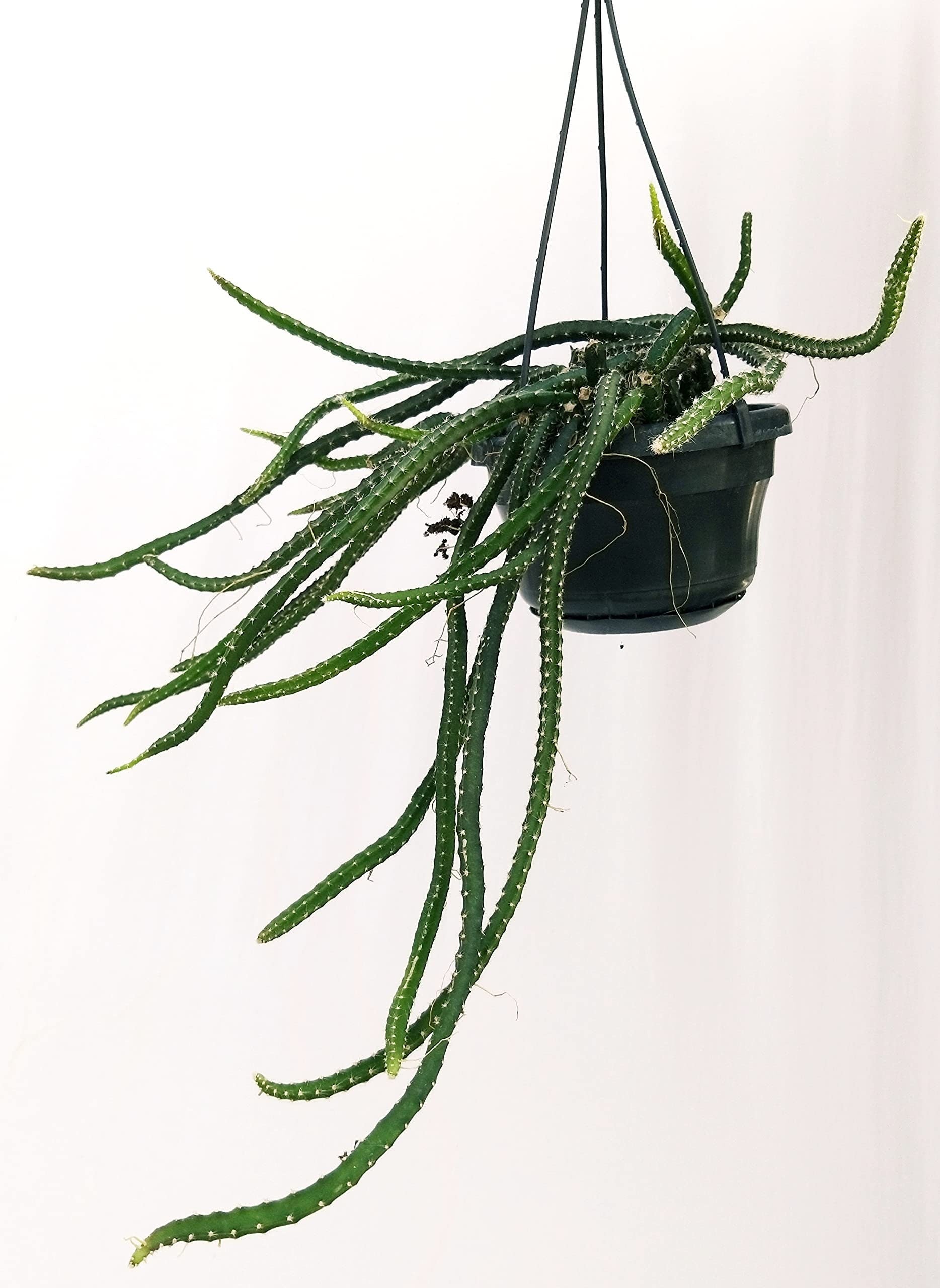 Queen of the Night Seeds: Flowering Succulent House Plant, DIY Gardening, Easy Care