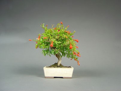 Dwarf Pomegranate bonsai seeds - Punica granatum nana - fun & easy to grow - perfect gift for him and her - home decor gifts - gardening
