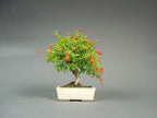 Dwarf Pomegranate bonsai seeds - Punica granatum nana - fun & easy to grow - perfect gift for him and her - home decor gifts - gardening